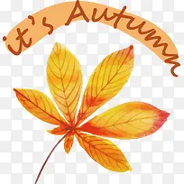 叶-叶花瓣科学植物植物结构-空若网 叶-叶花瓣科学植物植物结构-空若网