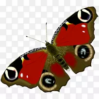 蝴蝶动画-空若网 蝴蝶动画-空若网