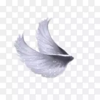 剪贴画-翅膀png文件-空若网 剪贴画-翅膀png文件-空若网