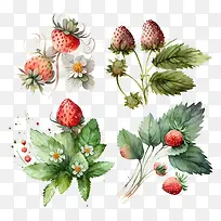 ˮ�ʲ�ݮ-ˮ��Ҷ��-������