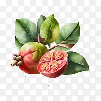 水彩番石榴-水彩番石榴水彩水果-空若网 水彩番石榴-水彩番石榴水彩水果-空若网