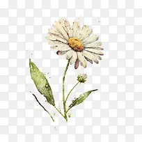 水彩雏菊-水彩花-空若网 水彩雏菊-水彩花-空若网
