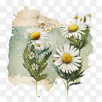 水彩雏菊-水彩花-空若网 水彩雏菊-水彩花-空若网