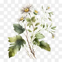 水彩雏菊-水彩叶子-空若网 水彩雏菊-水彩叶子-空若网