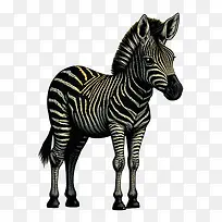 可爱斑马-可爱斑马站立斑马斑马宝宝斑马-空若网 可爱斑马-可爱斑马站立斑马斑马宝宝斑马-空若网