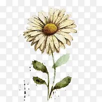 水彩雏菊-水彩雏菊水彩藤蔓-空若网 水彩雏菊-水彩雏菊水彩藤蔓-空若网