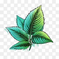 薄荷叶-薄荷叶-空若网 薄荷叶-薄荷叶-空若网