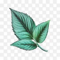 薄荷叶-薄荷叶-空若网 薄荷叶-薄荷叶-空若网