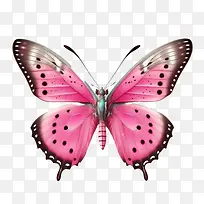 粉色蝴蝶-翅膀-空若网 粉色蝴蝶-翅膀-空若网