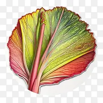 大黄-大黄蔬菜多彩颜料大黄红色绿色-空若网 大黄-大黄蔬菜多彩颜料大黄红色绿色-空若网