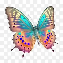 蝴蝶-蝴蝶现实的蝴蝶多彩的蝴蝶美丽的蝴蝶-空若网 蝴蝶-蝴蝶现实的蝴蝶多彩的蝴蝶美丽的蝴蝶-空若网