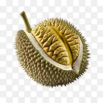 榴莲-果树-空若网 榴莲-果树-空若网