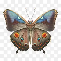 蝴蝶-翅膀-空若网 蝴蝶-翅膀-空若网