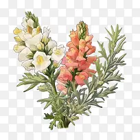 金鱼草-金鱼草平金鱼草红色花朵白色花朵粉红色花朵-空若网 金鱼草-金鱼草平金鱼草红色花朵白色花朵粉红色花朵-空若网