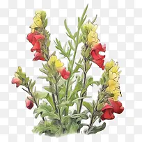 金鱼草-金鱼草平金鱼草红色黄色花朵-空若网 金鱼草-金鱼草平金鱼草红色黄色花朵-空若网