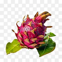 火龙果——健康食品-空若网 火龙果——健康食品-空若网