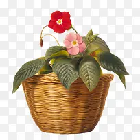 凤仙花-凤仙花花篮鲜花粉红色-空若网 凤仙花-凤仙花花篮鲜花粉红色-空若网