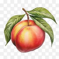 桃子-桃子桃子果实成熟多汁-空若网 桃子-桃子桃子果实成熟多汁-空若网