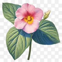 凤仙花-粉红色的花-空若网 凤仙花-粉红色的花-空若网