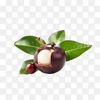 山竹-樱桃树-空若网 山竹-樱桃树-空若网