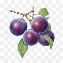 李子水果-李子水果水果李子紫色成熟-空若网 李子水果-李子水果水果李子紫色成熟-空若网