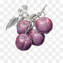 李子水果-果树-空若网 李子水果-果树-空若网