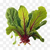 Ìð²ËÒ¶-Ìð²ËÒ¶Ê߲˲¤²ËÂÌÒ¶Êß²ËɳÀÊß²Ë-¿ÕÈôÍø Ìð²ËÒ¶-Ìð²ËÒ¶Ê߲˲¤²ËÂÌÒ¶Êß²ËɳÀÊß²Ë-¿ÕÈôÍø