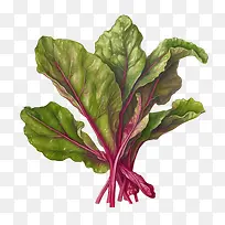 甜菜叶-沙拉-空若网 甜菜叶-沙拉-空若网
