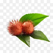 红毛丹果-果树-空若网 红毛丹果-果树-空若网