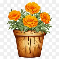 万寿菊花-万寿菊花-空若网 万寿菊花-万寿菊花-空若网