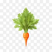 胡萝卜-橙色-空若网 胡萝卜-橙色-空若网
