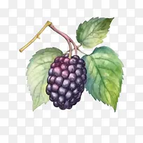 黑莓-黑莓黑莓水果水彩天然-空若网 黑莓-黑莓黑莓水果水彩天然-空若网