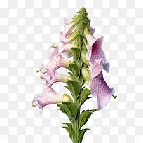 ë�ػƻ�-ë�ػƻ��ۺ�ɫ�������ﻨҩ-������