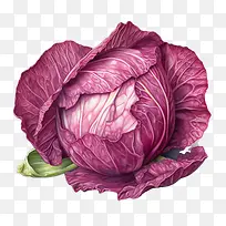 红甘蓝-红甘蓝红甘蓝生有机蔬菜-空若网 红甘蓝-红甘蓝红甘蓝生有机蔬菜-空若网