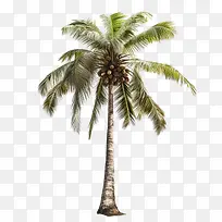 椰子树-椰子树-空若网 椰子树-椰子树-空若网