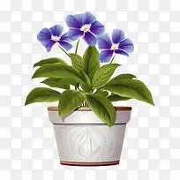 长春花-长春花盆栽紫罗兰花开花植物盆栽土-空若网 长春花-长春花盆栽紫罗兰花开花植物盆栽土-空若网