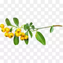 秋季摄影剪贴画-挂锁-空若网 秋季摄影剪贴画-挂锁-空若网