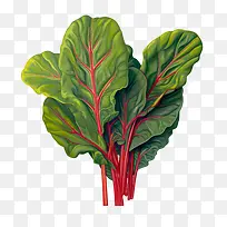 瑞士甜菜-瑞士甜菜蔬菜绣线菊绿叶蔬菜瑞士甜菜-空若网 瑞士甜菜-瑞士甜菜蔬菜绣线菊绿叶蔬菜瑞士甜菜-空若网