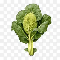 大白菜-沙拉-空若网 大白菜-沙拉-空若网