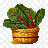 瑞士甜菜-瑞士甜菜蔬菜菠菜绿叶蔬菜沙拉蔬菜-空若网 瑞士甜菜-瑞士甜菜蔬菜菠菜绿叶蔬菜沙拉蔬菜-空若网