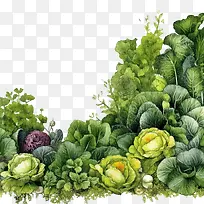 蔬菜-健康食品-空若网 蔬菜-健康食品-空若网