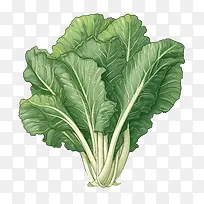 大白菜——健康食品-空若网 大白菜——健康食品-空若网