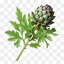 朝鲜蓟-朝鲜蓟朝鲜蓟蔬菜植物绿色-空若网 朝鲜蓟-朝鲜蓟朝鲜蓟蔬菜植物绿色-空若网