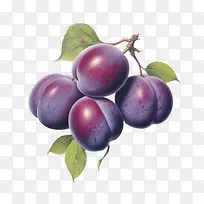 李子水果-果树-空若网 李子水果-果树-空若网