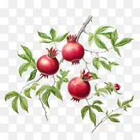 ʯ��-ʯ���ʯ��֦��Ҷ-������