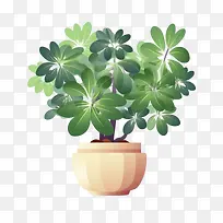 鹅掌柴植物-鹅掌柴植物花盆绿叶开花-空若网 鹅掌柴植物-鹅掌柴植物花盆绿叶开花-空若网