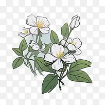 茉莉花-茉莉花-空若网 茉莉花-茉莉花-空若网