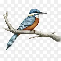 翠鸟-翠鸟鸟树枝上的鸟蓝色鸟橙色的喙-空若网 翠鸟-翠鸟鸟树枝上的鸟蓝色鸟橙色的喙-空若网