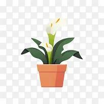 马蹄莲花-马蹄莲花马蹄莲花盆花盆-空若网 马蹄莲花-马蹄莲花马蹄莲花盆花盆-空若网