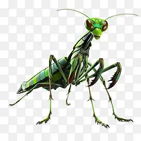 螳螂-螳螂昆虫绿色大腿-空若网 螳螂-螳螂昆虫绿色大腿-空若网